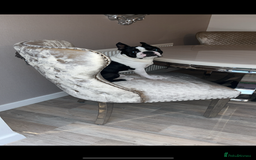 Boston Terrier dogs for sale: Boston Terrier Puppies – Ready December 8th! - Image 5