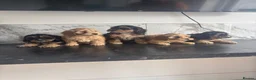 Cavapoo dogs for sale: Top quality toy Cavapoo puppies  - Advert 8