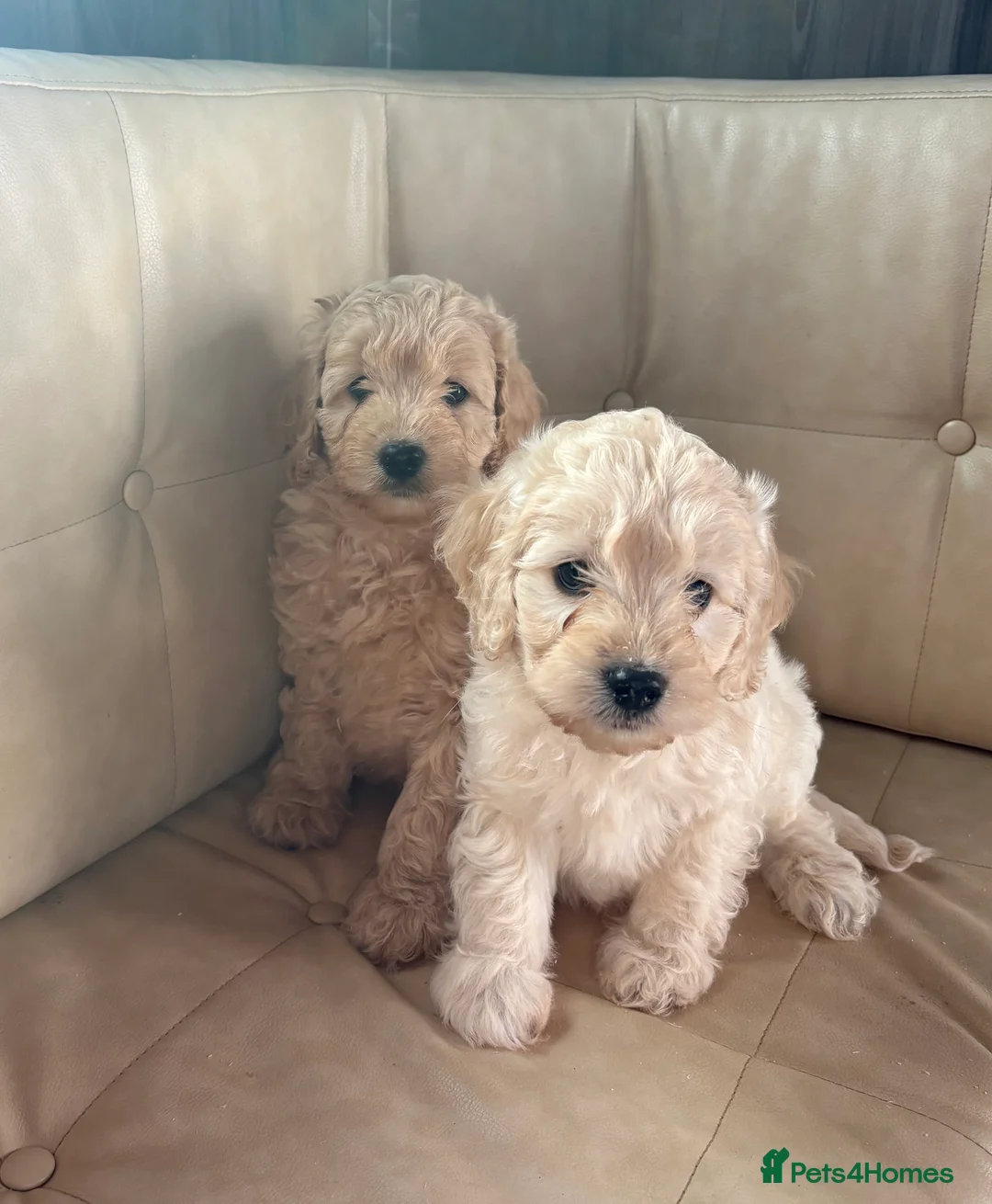 Cockapoo dogs for sale: F1B cockapoo litter - Advert 13