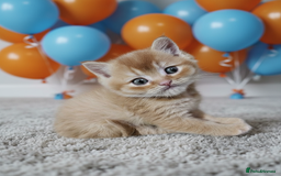 Scottish Fold cats for sale: Bundle of 11 Scottish fold Straight Ears Kittens - Image 13