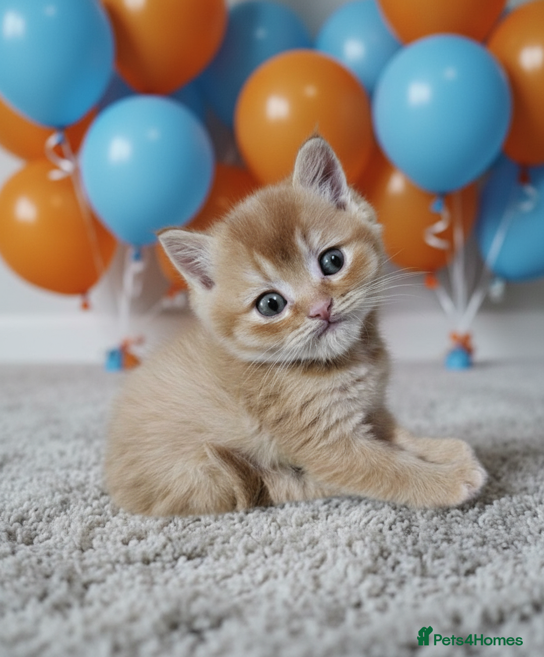 Scottish Fold cats for sale: Bundle of 11 Scottish fold Straight Ears Kittens - Image 13