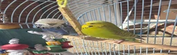 Budgerigars birds for sale: Selling 2 Male Budgies + Cage & Accessories 🐦 in Greenford - Advert 6