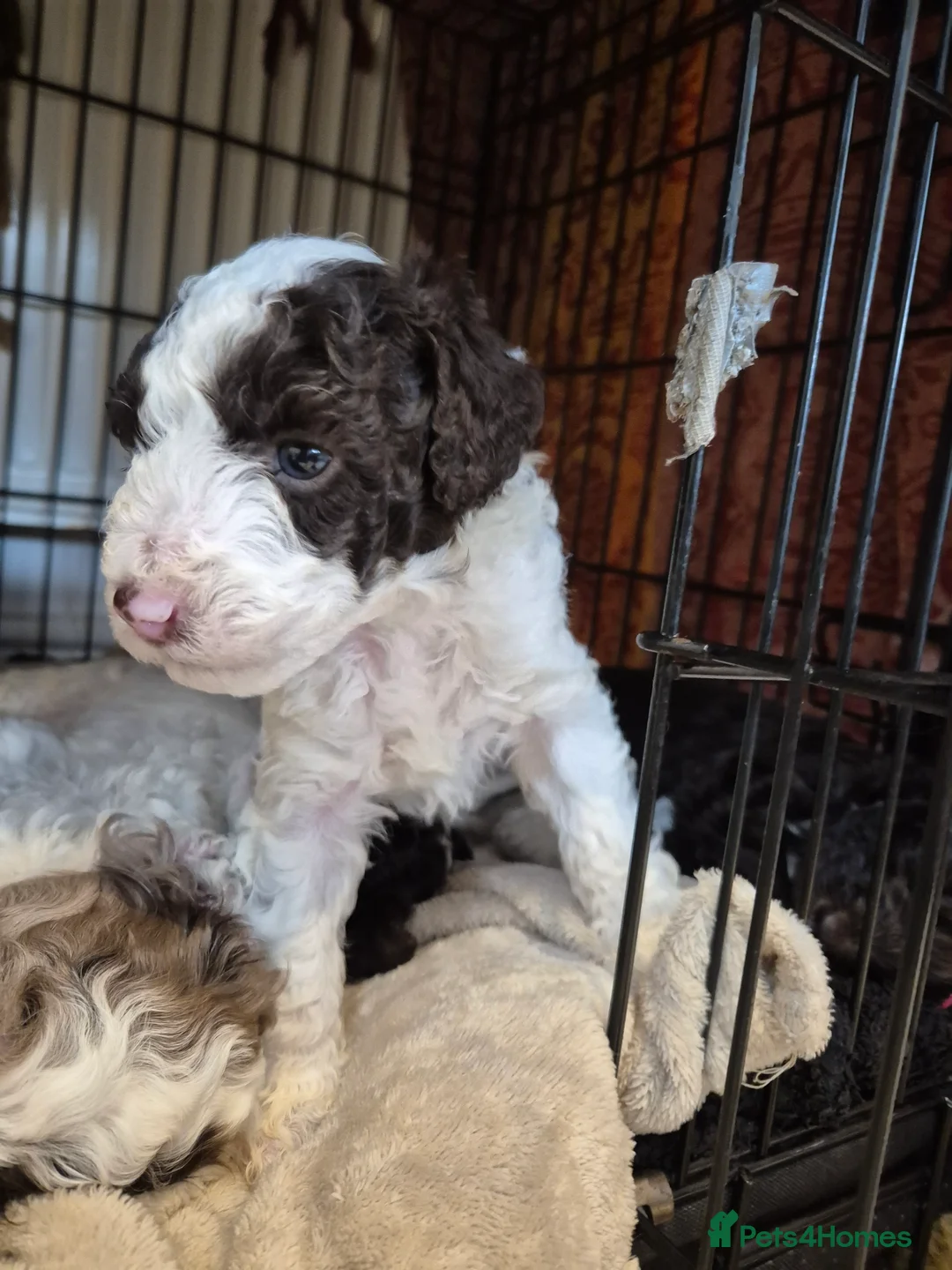 Cockapoo dogs for sale: Stunning F2B cockapoos ready now! - Advert 26