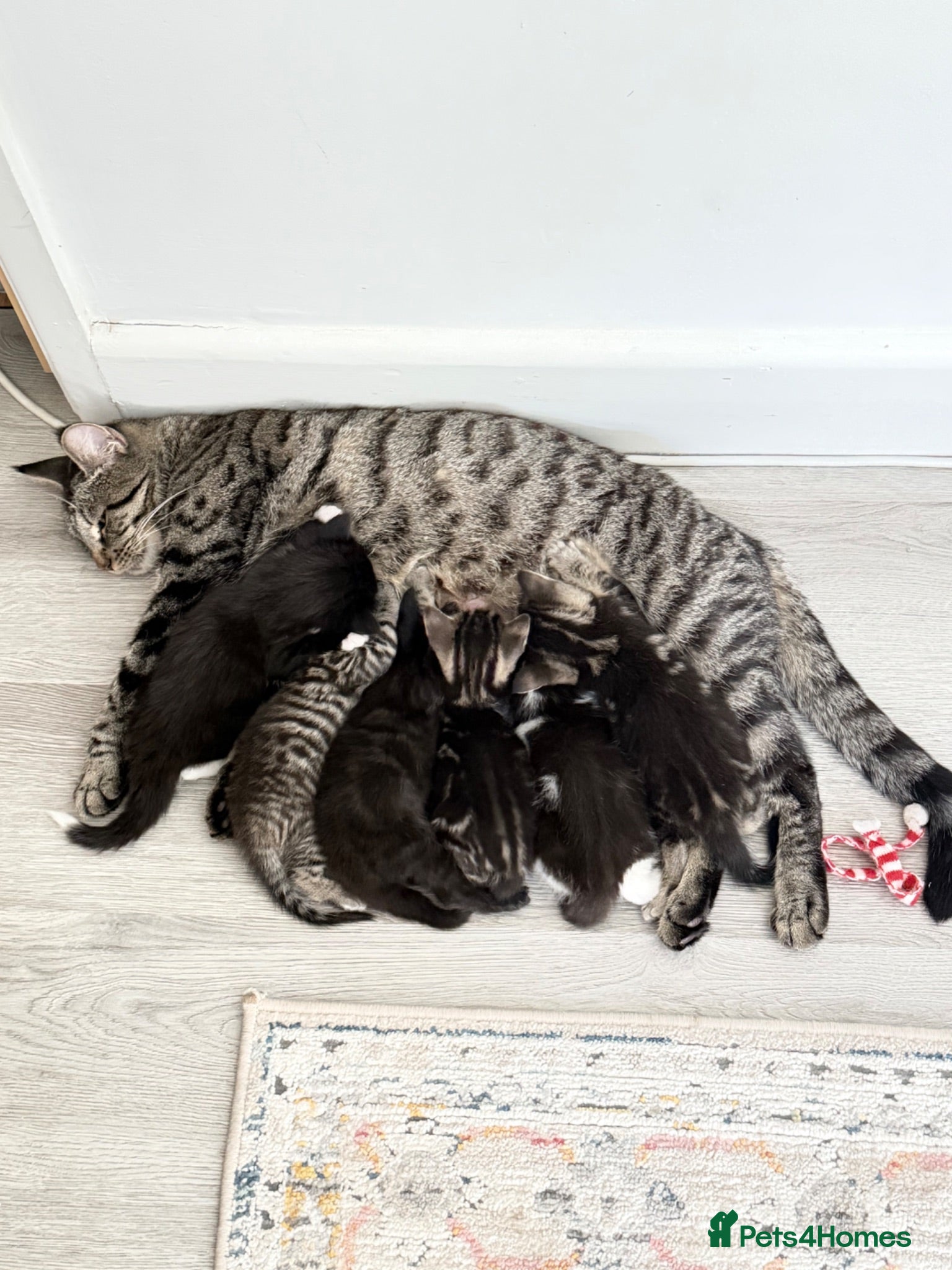 Mixed Breed cats 7 Adorable Mixed Breed Kittens - Advert 11