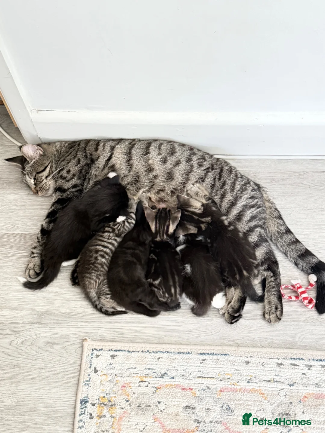Mixed Breed cats for sale: 7 Adorable Mixed Breed Kittens - Advert 1
