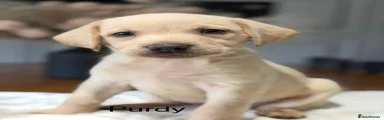 Labrador Retriever 7