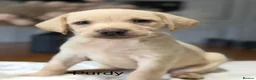 Labrador Retriever dogs for sale: Health tested yellow/champagne Labrador puppies - Advert 17