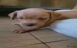 Mixed Breed dogs for sale: Frenchie x cockerpoo pups - Image 6