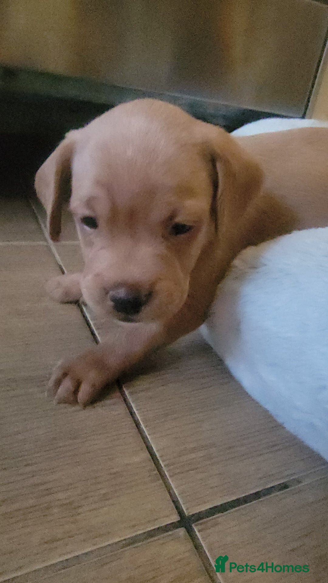 Mixed Breed dogs for sale: Frenchie x cockerpoo pups - Image 6