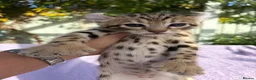 Keetso cats for sale: Stunning wild looking polydactyl curl ear keetsos  - Advert 7