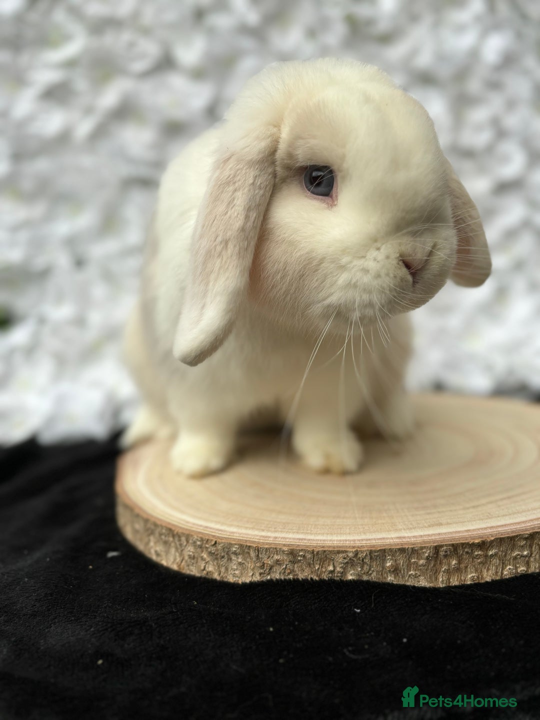 Mini Lop rabbits for sale: MiniLop doe and buck  - Advert 6