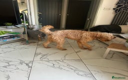 Goldendoodle dogs for sale: Golden doodle Looking for the best home DEVON ONLY - Image 7
