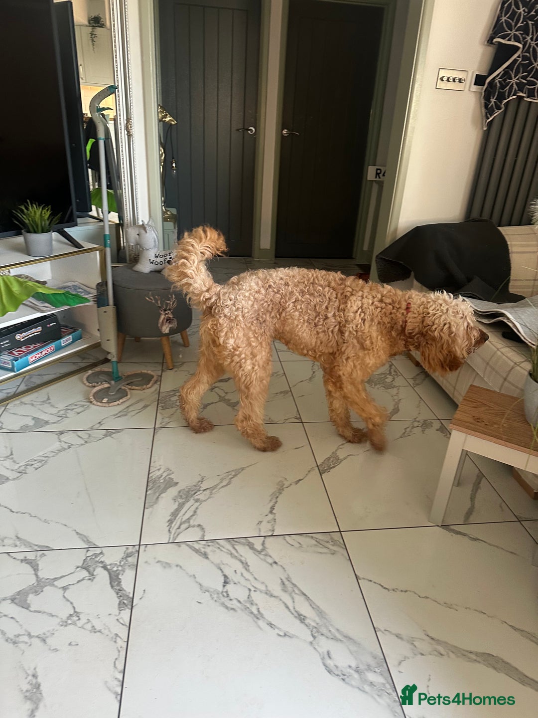 Goldendoodle dogs for sale: Golden doodle Looking for the best home DEVON ONLY - Image 7