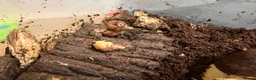 Snails invertebrates for sale: African Land Snails - Looking for a New Home  - Advert 2