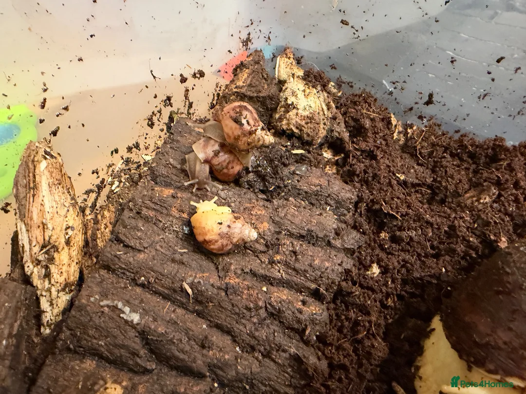 Snails invertebrates for sale: African Land Snails - Looking for a New Home  - Advert 2