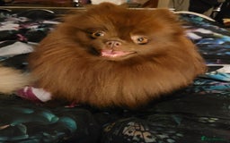 Pomeranian dogs for stud: Chocolate brown teddy faced pom proven stud - Image 2