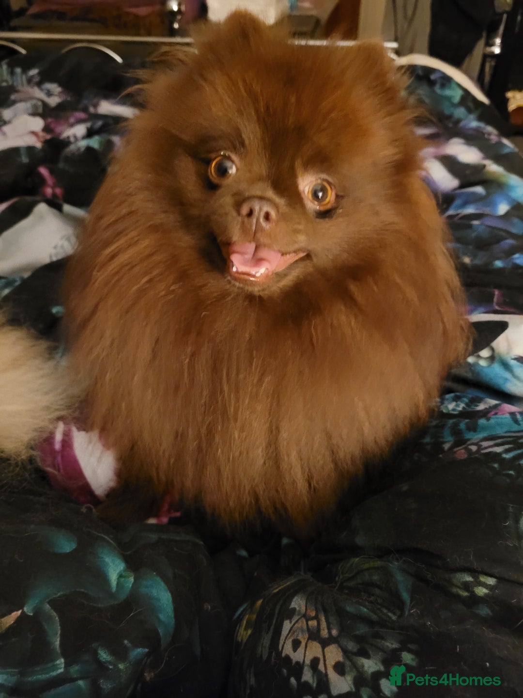 Pomeranian dogs for stud: Chocolate brown teddy faced pom proven stud - Image 2