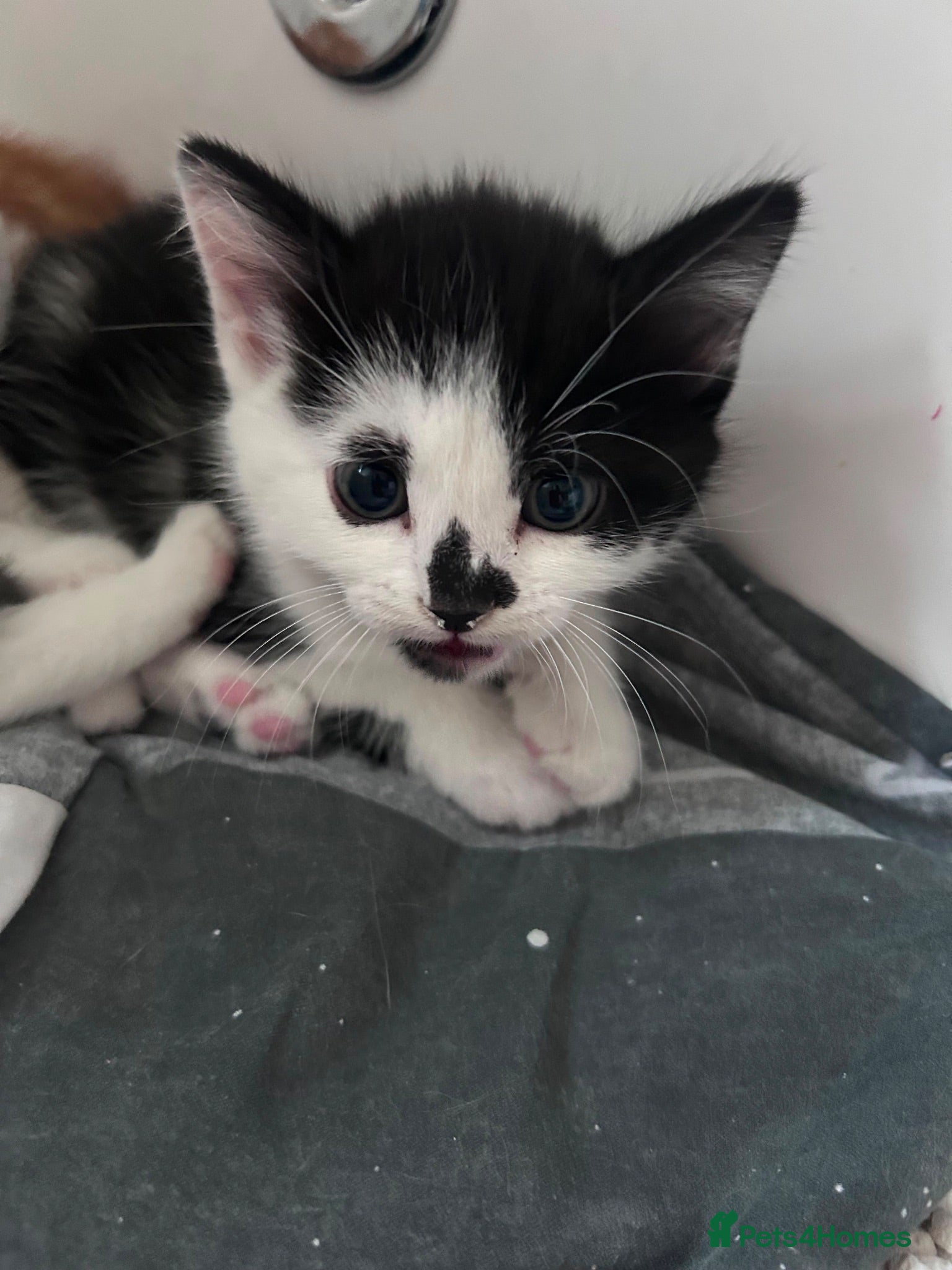 Mixed Breed cats Kittens for sale  - Advert 21