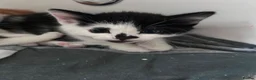 Mixed Breed cats for sale: Kittens for sale  - Advert 1