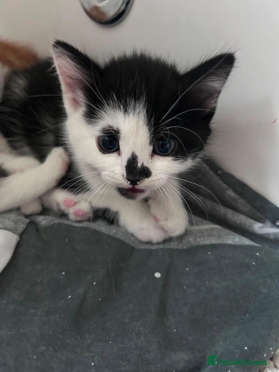 Mixed Breed cats for sale: Kittens for sale  - Advert 1