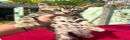 Keetso cats for sale: Superb rare polydactyl curled eared keetsos  - Advert 5