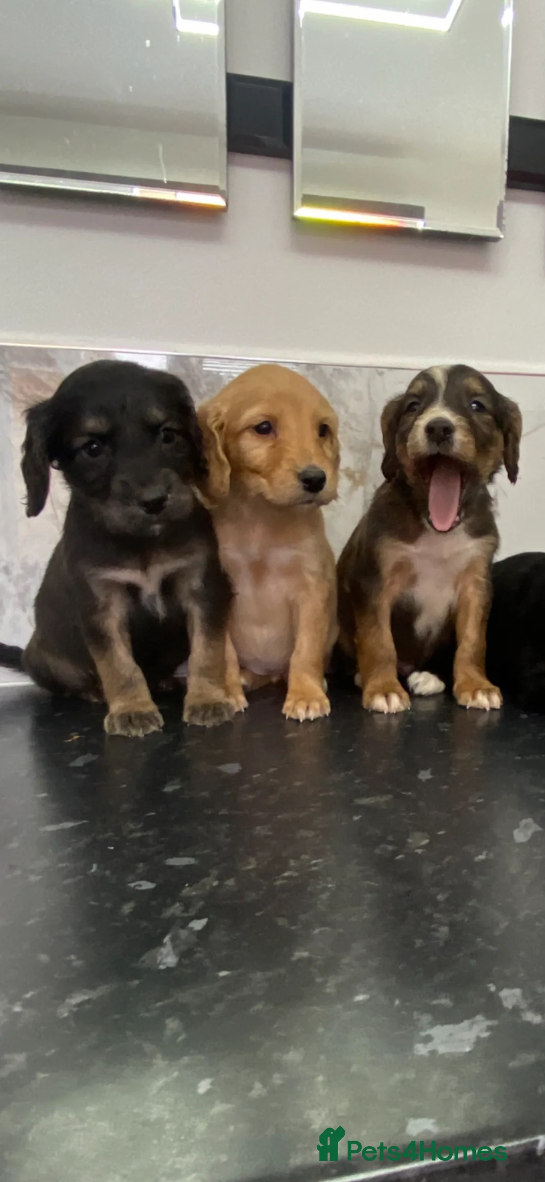 Cavapoo dogs for sale: Stunning Toy Cavapoo puppies (toy poodle) - Advert 1