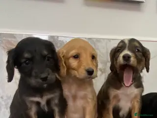 Cavapoo dogs Stunning Toy Cavapoo puppies (toy poodle) - Advert 1