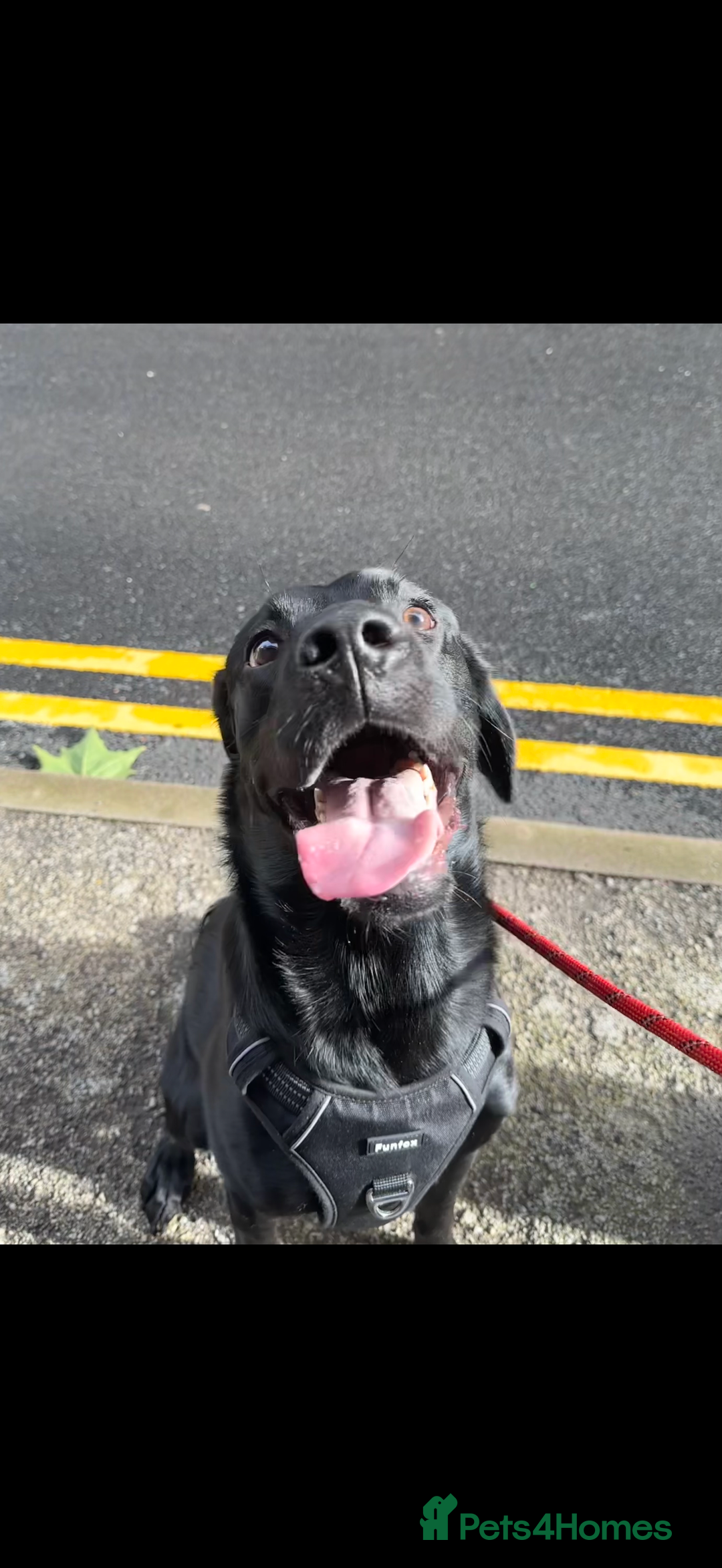 Labrador Retriever dogs for sale: 4 year old Labrador retriever  - Advert 3