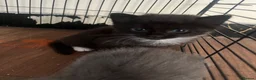 Mixed Breed cats for sale: 3 kittens for sale - Advert 2