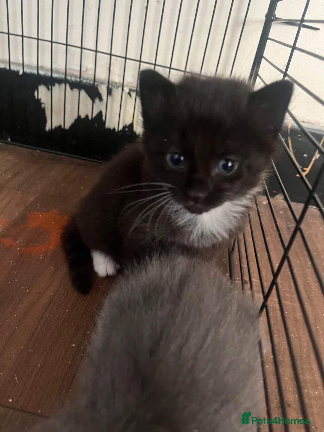 Mixed Breed cats for sale: 3 kittens for sale - Advert 2