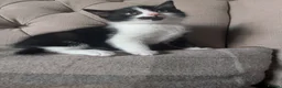 Mixed Breed cats for sale: Pixie and Pudding ready to leave  - Advert 7