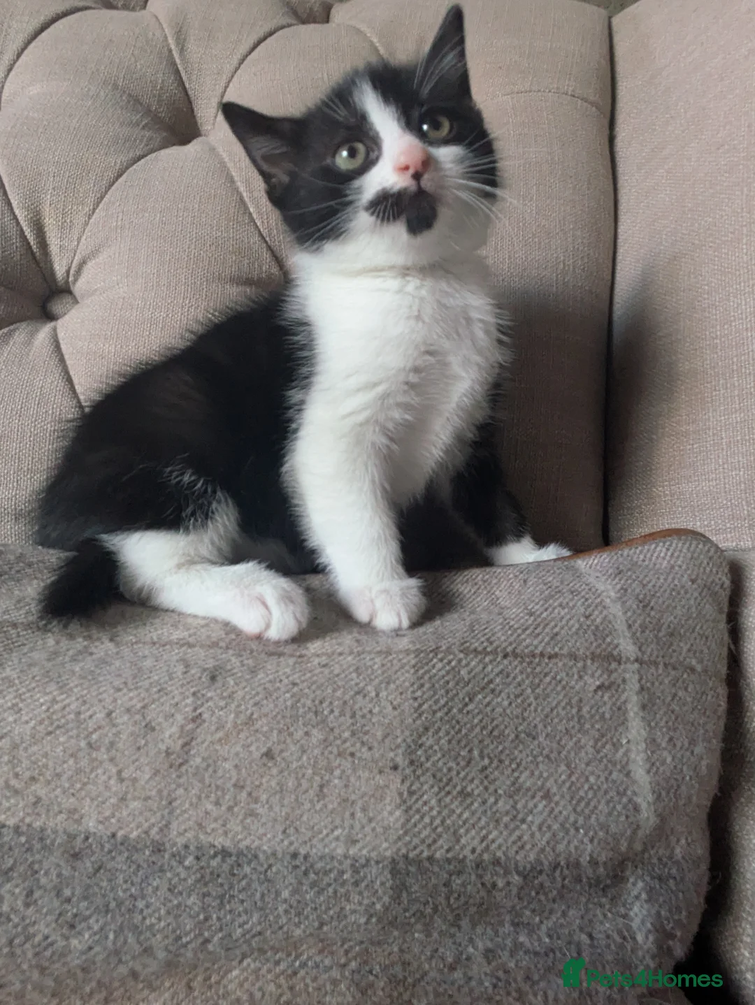 Mixed Breed cats for sale: Pixie and Pudding ready to leave  - Advert 7
