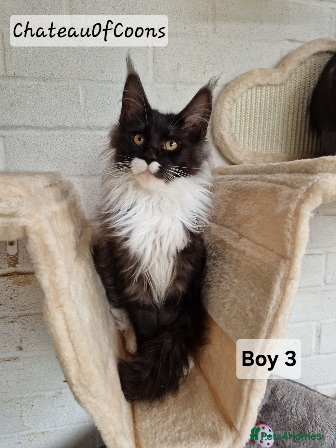 Maine Coon cats for sale: Stunning Black Smoke Registred Maine Coon Kittens - Advert 8