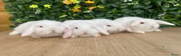 Mini Lop rabbits for sale: Mini lops ready to reserve  - Advert 3