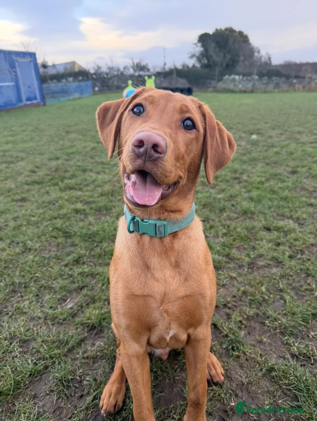 Labrador Retriever dogs for sale: Red fox Labrador puppy  - Advert 2