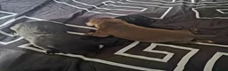 Mexican Hairless dogs for sale: NEW intermediate size. - Advert 10