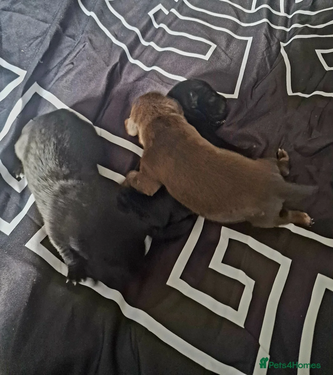 Mexican Hairless dogs for sale: NEW intermediate size. - Advert 10