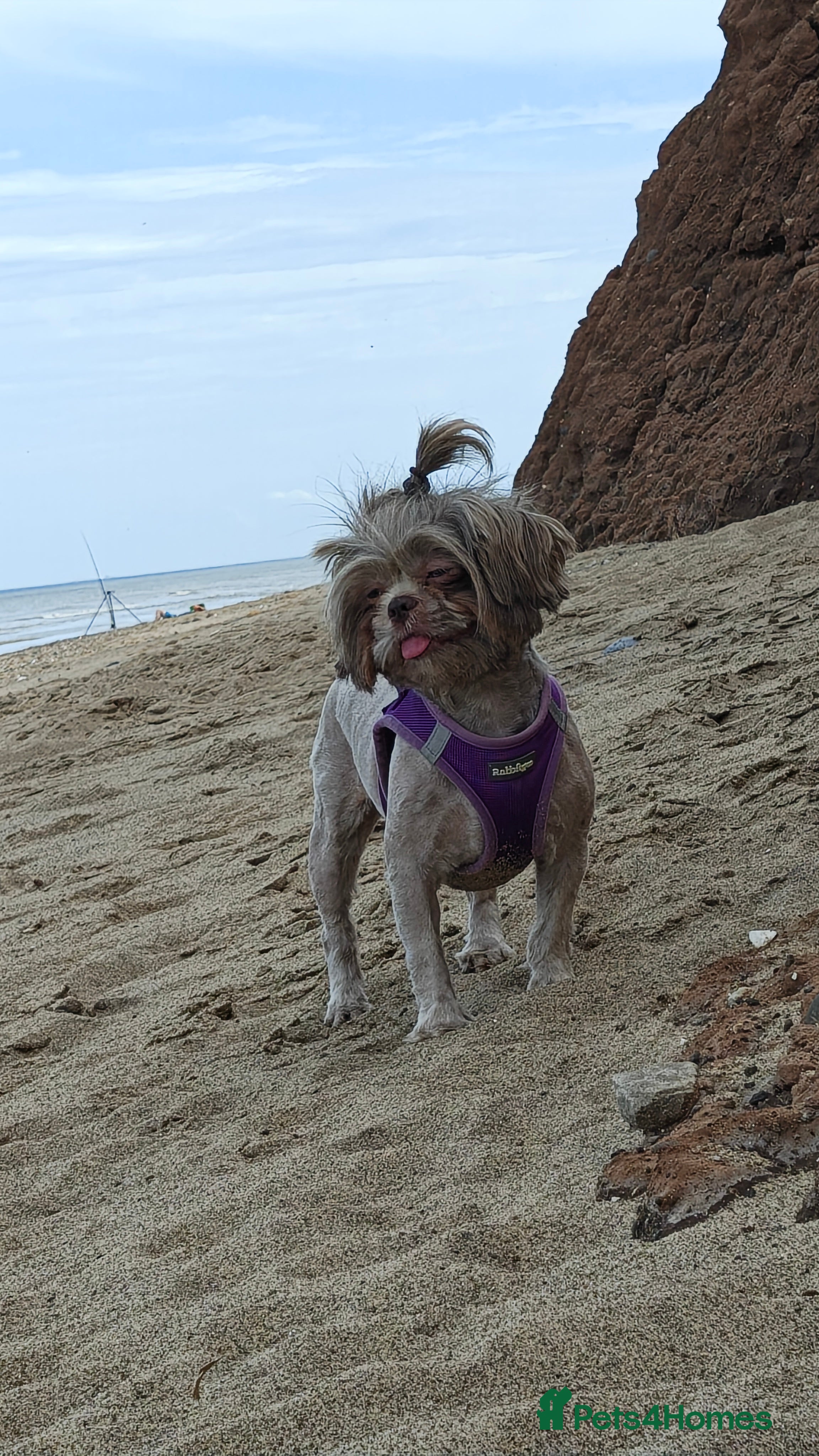 Shih Tzu dogs for sale: Beautiful Lavender Shih Tzu-2 YEARS OLD - Advert 1