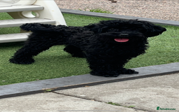 Cavapoo dogs for sale: 15m Cavapoo  - Image 1