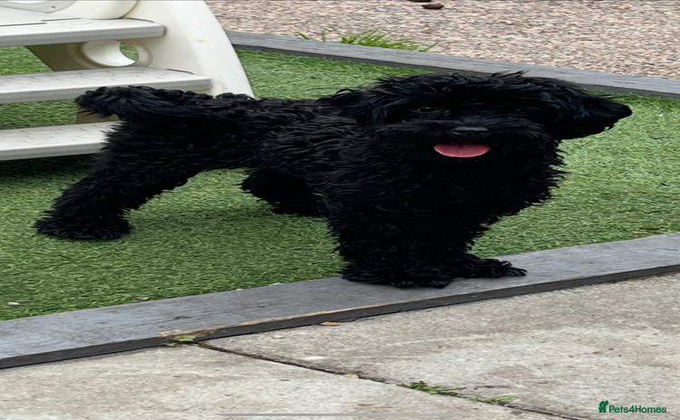 Cavapoo dogs - Advert 11