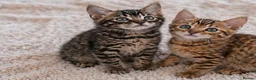 Bengal cats for sale: Unique Bengal Kittens  in Manchester - Advert 8