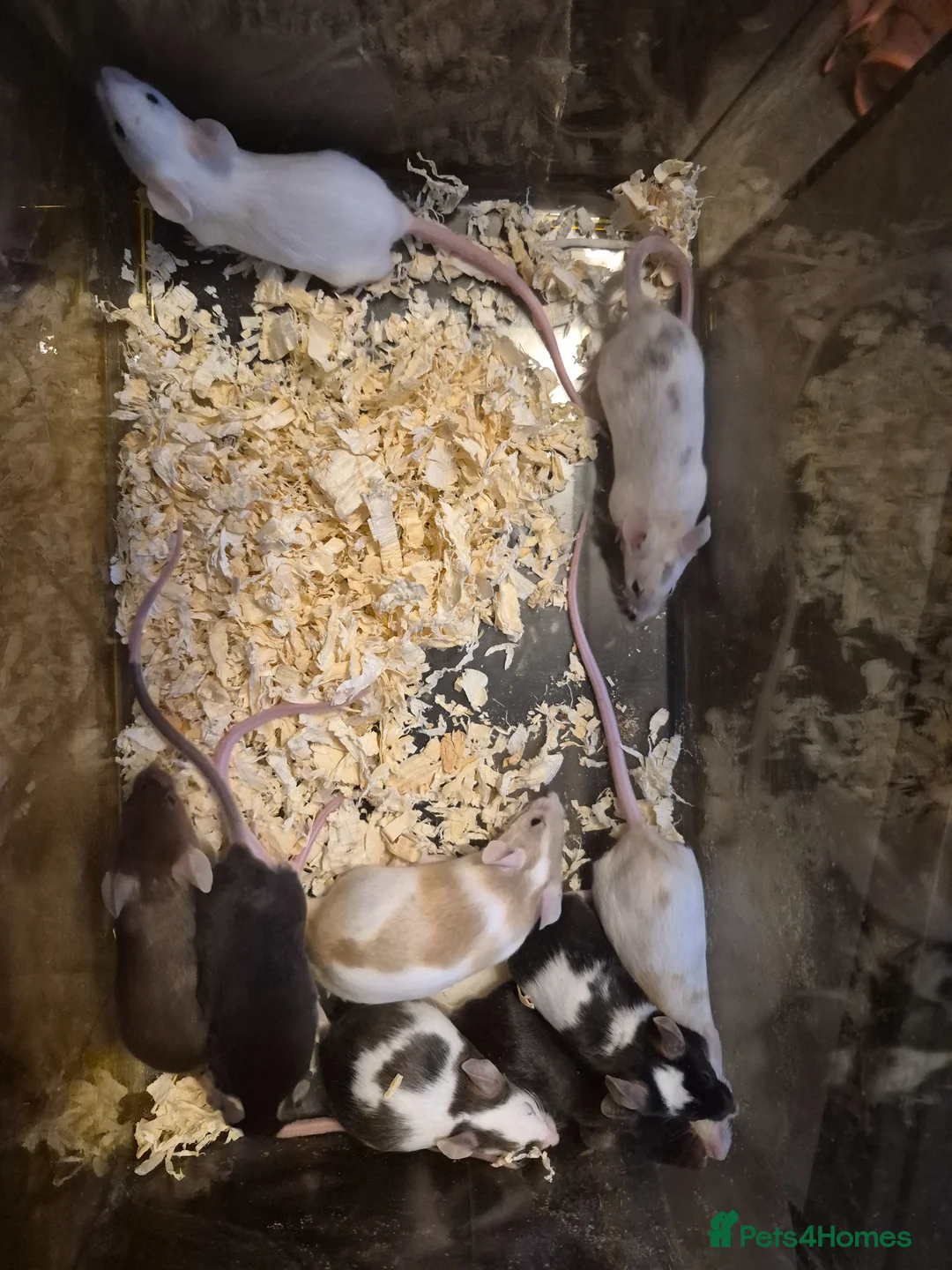 Mouse rodents for sale: 9 Cute Female Baby Fancy Mice - Advert 1