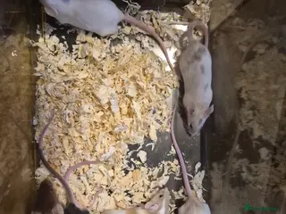 Mouse rodents 9 Cute Female Baby Fancy Mice - Advert 13