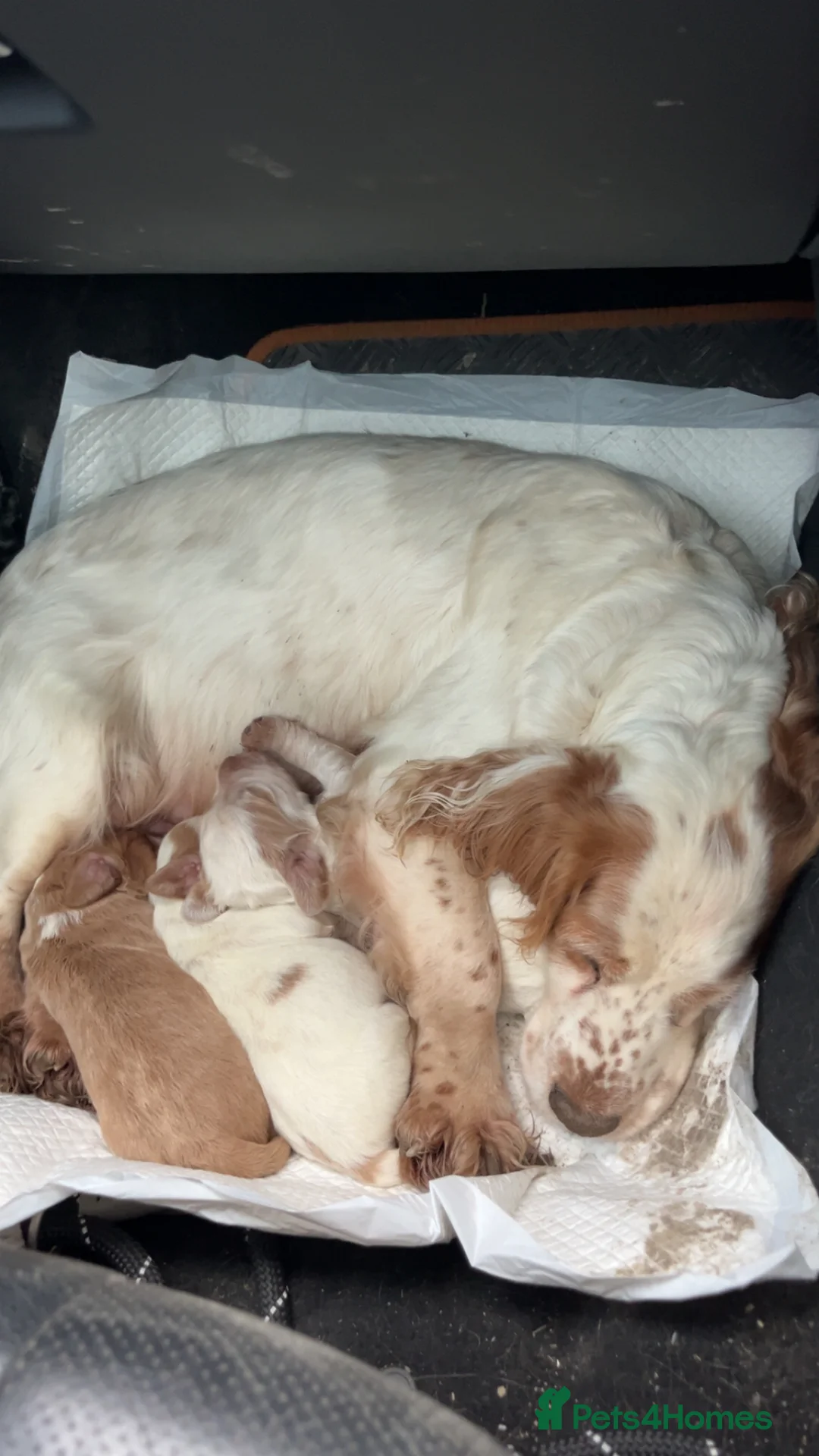 Cocker Spaniel dogs for sale: Beautiful cocker spaniel pups - Advert 2