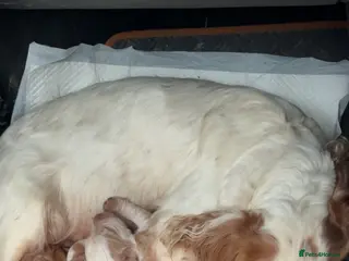 Cocker Spaniel dogs Beautiful cocker spaniel pups - Advert 1