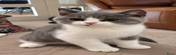 British Shorthair cats for sale: British Shorthair Bi-Colour Kitten Blue & White - Advert 17