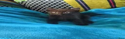 Mixed Breed cats for sale: Beautiful female kittens  - Advert 5