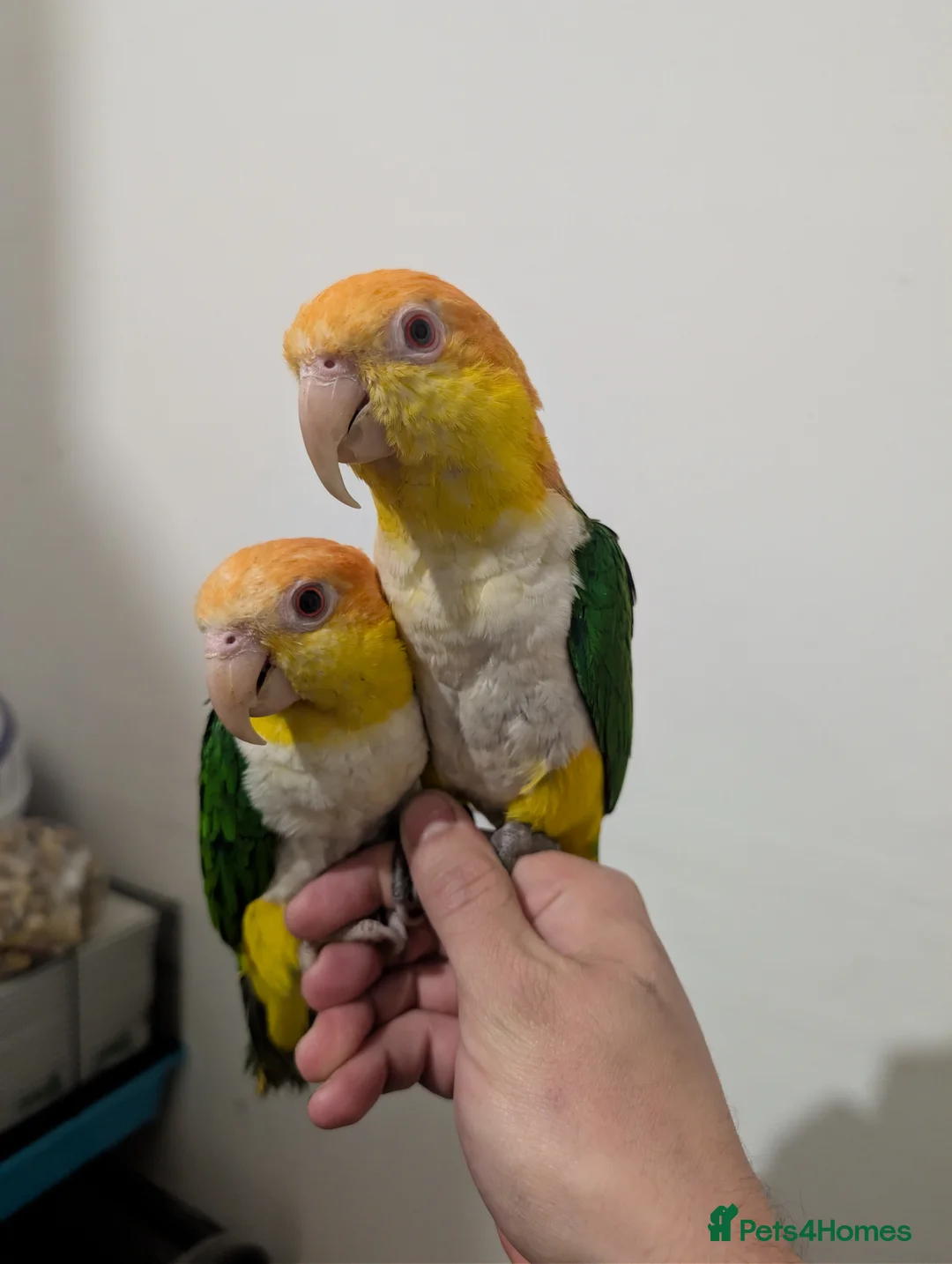 Parrots birds for sale: Monkey parrots caique to rehome,male & female pair - Advert 1