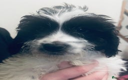 Sproodle dogs for sale: Stunning little sproodle / springer / poodle - Advert 14