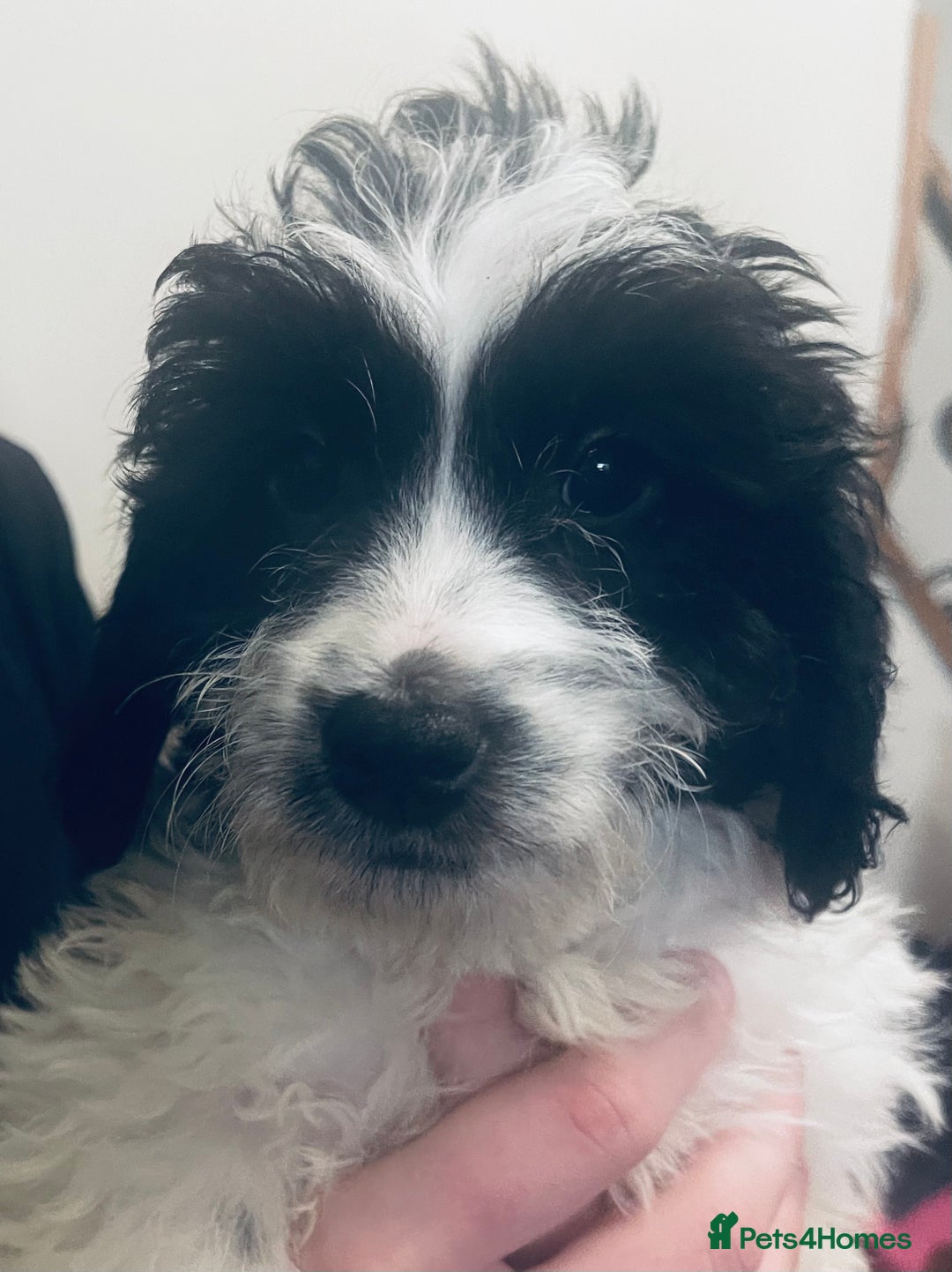Sproodle dogs for sale: Stunning little sproodle / springer / poodle - Advert 14
